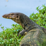 Biawak, seperti mafia yang melahap rezeki masyarakat banyak. Diillstrasikan bercokol di lembaga BP Batam.