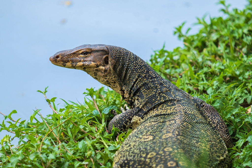 Biawak, seperti mafia yang melahap rezeki masyarakat banyak. Diillstrasikan bercokol di lembaga BP Batam.